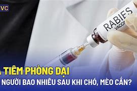 Chích Ngừa Cho Mèo Bao Nhiêu