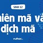 Quá Trình Phiên Mã Ở Sinh Vật Nhân Thực Chủ Yếu Diễn Ra Ở